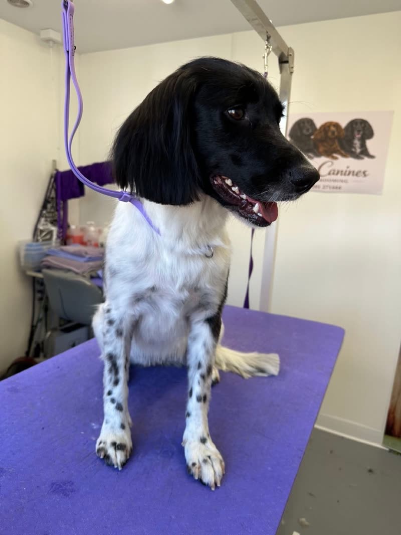 A black-and-white springer spaniel groomed on the purple table in the Calm Canines salon