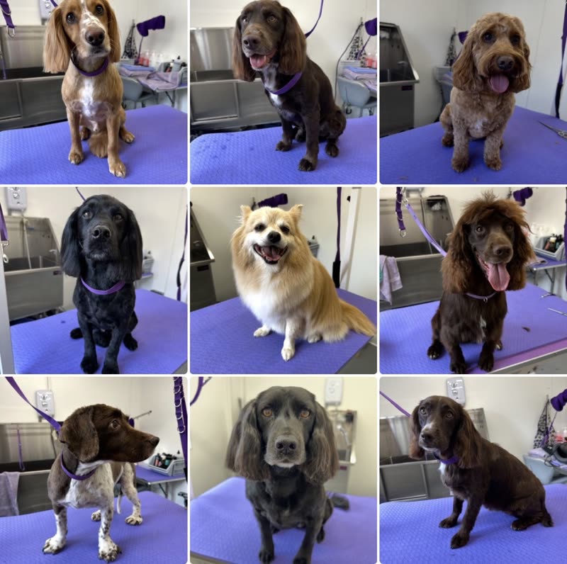 Nine freshly groomed dogs photographed on the salon's grooming table