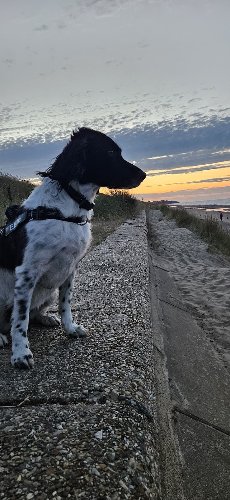 A spaniel in a harness on the seafront at sunset