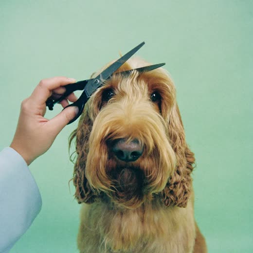 A curly-coated dog mid-scissor trim