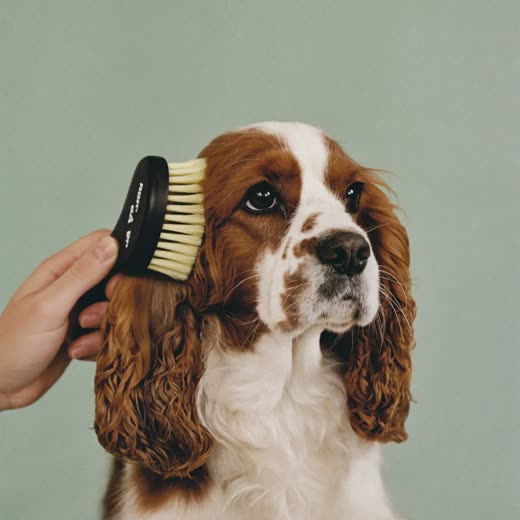 A spaniel being brushed out