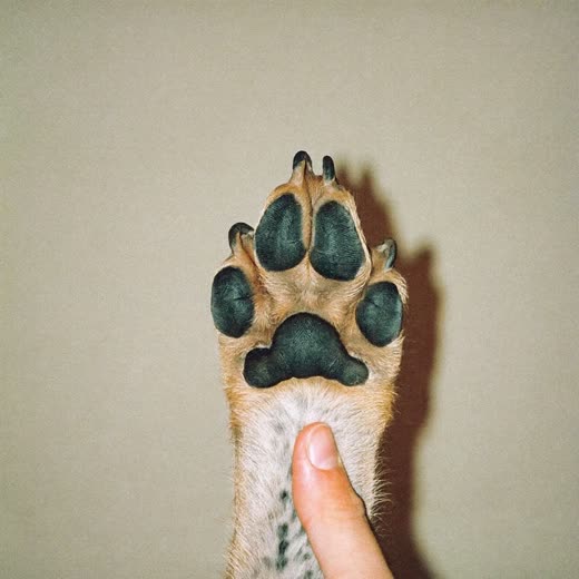 A dog's paw held for a nail trim